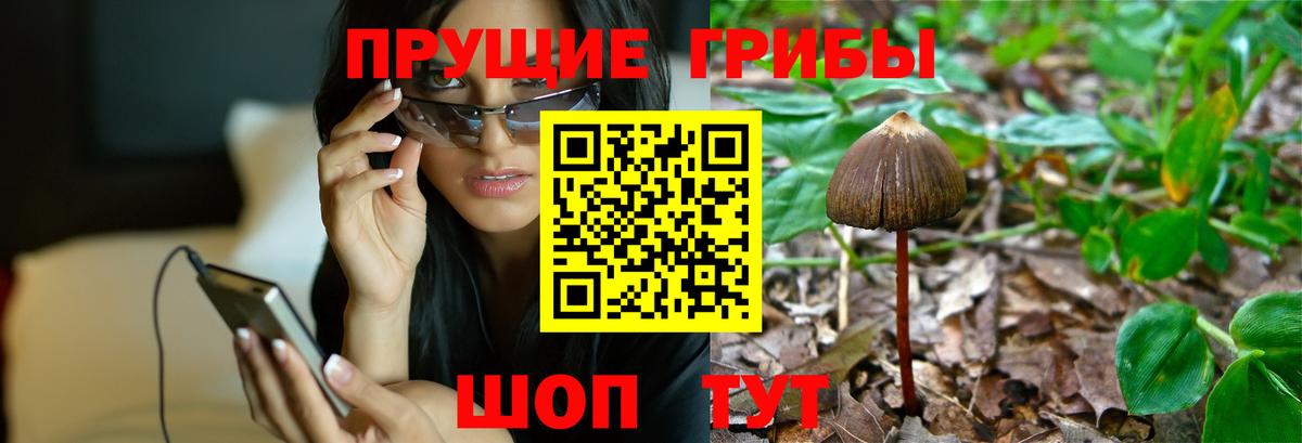 Заволжье  где найти наркотики  Вход с VPN  Псилоцибиновые грибы Cubensis 